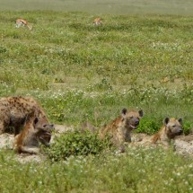 Hyenas close to the western gate of Serengeti